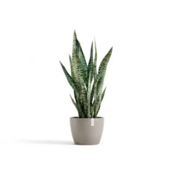 Ecopots Pflanztopf Stockholm Braungrau 23,2 Cm X 17,6 Cm -Günstiges Heissner Geschäft 012100 Stockholm24Taupe 01