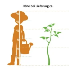 Kirschlorbeer "Green Torch" Höhe Ca. 60 - 80 Cm Topf Ca. 7,5 L Prunus -Günstiges Heissner Geschäft 0 cm topf ca. 75 l thuja 2 4