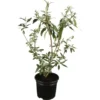 OBI Sommerflieder Weiß Höhe Ca. 10 - 20 Cm Topf Ca. 3 L Buddleja -Günstiges Heissner Geschäft 0 cm topf ca3 l buddleja 1