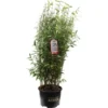 Roter Zebrabambus "Red Zebra" Höhe 80 - 100 Cm Topf Ca. 15 L Fargesia -Günstiges Heissner Geschäft 0 cm topf ca 15 l fargesia 2