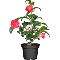 OBI Kamelie Höhe Ca. 60 - 70 Cm Topf-Ø Ca. 19 Cm Camelia