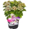 OBI Bauernhortensie "Lady Mata Hari" Höhe Ca. 30 - 40 Cm Topf Ca. 5 L Hydrangea -Günstiges Heissner Geschäft 0 cm topf ca 5 l hydrangea 2