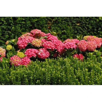 Rispenhortensie "Forever & Ever" Rot Höhe Ca. 50 Cm Topf Ca. 9 L Hydrangea 3 Rispenhortensie "Forever & Ever" Rot Höhe Ca. 50 Cm Topf Ca. 9 L Hydrangea