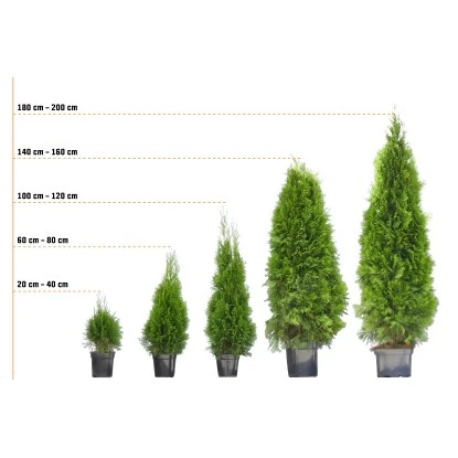 Eibe Set à 40 Stück Höhe Ca. 80 - 100 Cm Ballenware Taxus Baccata 7 Eibe Set à 40 Stück Höhe Ca. 80 - 100 Cm Ballenware Taxus Baccata – Bild 5