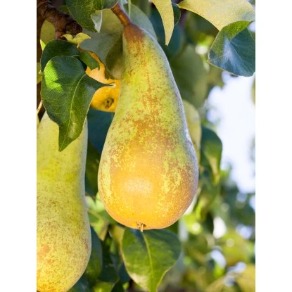 OBI Zwergbirne Höhe Ca. 60 - 80 Cm Topf Ca. 7,5 L Pyrus 5 OBI Zwergbirne Höhe Ca. 60 - 80 Cm Topf Ca. 7,5 L Pyrus – Bild 3