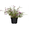 Zwerg-Sommerflieder "Buzz Magenta" Höhe Ca. 40 - 50 Cm Topf Ca. 3,4 L Buddleja 1 Zwerg-Sommerflieder "Buzz Magenta" Höhe Ca. 40 - 50 Cm Topf Ca. 3,4 L Buddleja -Günstiges Heissner Geschäft 120708 3358 1