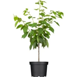 OBI Süßkirsche "Napoleons Knorpelkirsche" Rot Höhe Ca. 120 - 140 Cm Topf Ca. 7 L