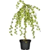 GROW By OBI Trauerbirke "Youngii" Gelb Höhe Ca. 100 -120 Cm Topf Ca.15 L Betula -Günstiges Heissner Geschäft 120 cm topf ca 15 l betula