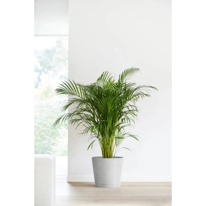 Ecopots Pflanztopf Venice Weißgrau 30 Cm X 26 Cm 5 Ecopots Pflanztopf Venice Weißgrau 30 Cm X 26 Cm – Bild 3