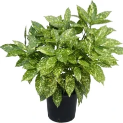 OBI Goldorange "Crotonifolia Gold" Höhe Ca. 40 Cm Topf Ca. 5 L Aucuba Japonica 5 OBI Goldorange "Crotonifolia Gold" Höhe Ca. 40 Cm Topf Ca. 5 L Aucuba Japonica -Günstiges Heissner Geschäft 130166 4104 1