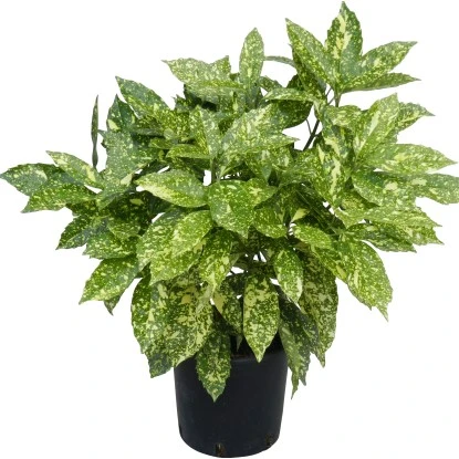 OBI Goldorange "Crotonifolia Gold" Höhe Ca. 40 Cm Topf Ca. 5 L Aucuba Japonica 4 OBI Goldorange "Crotonifolia Gold" Höhe Ca. 40 Cm Topf Ca. 5 L Aucuba Japonica – Bild 2