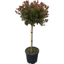OBI Glanzmispel "Little Red Robin" Höhe Ca. 110 Cm Topf Ca. 18 L Photinia