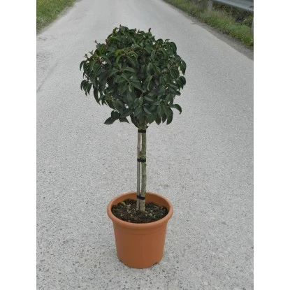 OBI Portugiesischer Kirschlorbeer "Angustifolia" Höhe Ca.65 Cm Topf Ca.9l Prunus 4 OBI Portugiesischer Kirschlorbeer "Angustifolia" Höhe Ca.65 Cm Topf Ca.9l Prunus – Bild 2