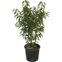 OBI Japanische Spindelsträucher Verschiedene Sorten Höhe Ca.30-40 Cm Topf Ca.5 L -Günstiges Heissner Geschäft 130389 4104 1 1