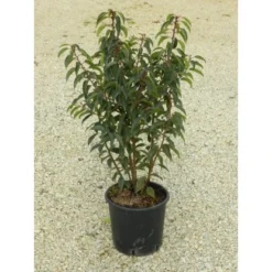 OBI Japanische Spindelsträucher Verschiedene Sorten Höhe Ca.30-40 Cm Topf Ca.5 L -Günstiges Heissner Geschäft 130389 4104 1