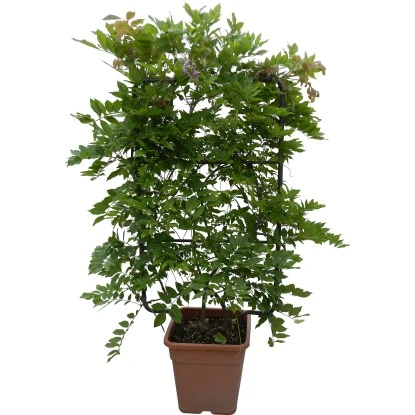 GROW By OBI Blauregen "Yokohama Fuji" Höhe Ca. 90 Cm Topf Ca. 18 L Wisteria 3 GROW By OBI Blauregen "Yokohama Fuji" Höhe Ca. 90 Cm Topf Ca. 18 L Wisteria