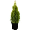 Lebensbaum "Golden Smaragd" Gelb Höhe Ca. 20 - 30 Cm Topf Ca. 2 L Thuja 1 Lebensbaum "Golden Smaragd" Gelb Höhe Ca. 20 - 30 Cm Topf Ca. 2 L Thuja -Günstiges Heissner Geschäft 1365576 3358 1