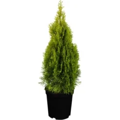 Lebensbaum "Golden Smaragd" Gelb Höhe Ca. 20 - 30 Cm Topf Ca. 2 L Thuja