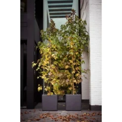 Elho Blumentopf Pure Soft Brick Rollen 50 Cm X 40 Cm X 39 Cm Anthrazit 9 Elho Blumentopf Pure Soft Brick Rollen 50 Cm X 40 Cm X 39 Cm Anthrazit -Günstiges Heissner Geschäft 1372051 4667 4