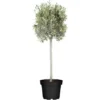 GROW By OBI Olivenbaum Höhe Ca. 180 Cm Olea Europaea