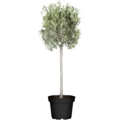 GROW By OBI Olivenbaum Höhe Ca. 180 Cm Olea Europaea