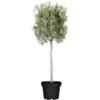 GROW By OBI Olivenbaum Stamm Höhe 150 - 175 Cm Topf-Ø Ca. 60 Cm Olea -Günstiges Heissner Geschäft 140131 3358 01