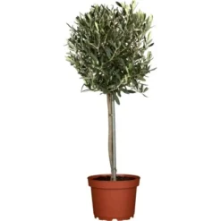 GROW By OBI Olivenbaum Stamm Höhe 150 - 175 Cm Topf-Ø Ca. 65 Cm Olea