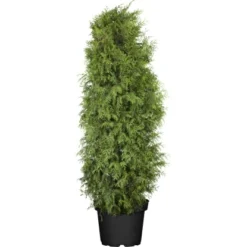 OBI Lebensbaum "Brabant" Höhe Ca. 120 - 140 Cm Topf Ca. 10 L Thuja