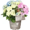 Bauernhortensie "Three Sisters" Höhe Ca. 30 - 40 Cm Topf Ca. 6 L Hydrangea -Günstiges Heissner Geschäft 145673 3358 01