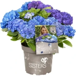 Bauernhortensie "Three Sisters" Höhe Ca. 30 - 40 Cm Topf Ca. 6 L Hydrangea -Günstiges Heissner Geschäft 145673 3358 03