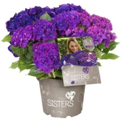 Bauernhortensie "Three Sisters" Höhe Ca. 30 - 40 Cm Topf Ca. 6 L Hydrangea -Günstiges Heissner Geschäft 145673 3358 04