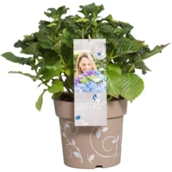 Bauernhortensie "Three Sisters" Höhe Ca. 30 - 40 Cm Topf Ca. 6 L Hydrangea -Günstiges Heissner Geschäft 145673 3358 06