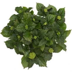 Bauernhortensie "Three Sisters" Höhe Ca. 30 - 40 Cm Topf Ca. 6 L Hydrangea -Günstiges Heissner Geschäft 145673 3358 07