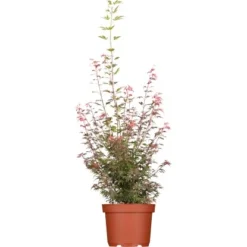 Fächerahorn "Deshojo" Höhe Ca. 80 - 100 Cm Topf Ca. 10 L Acer Palmatum