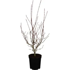 Japanischer Ahorn "Shirazz" Höhe Ca. 80 - 100 Cm Topf Ca. 10 L Acer Palmatum