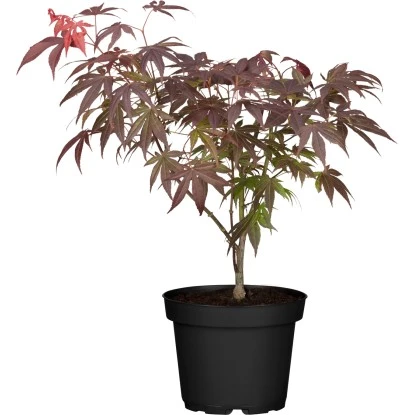 Fächerahorn "Yasemin" Höhe Ca. 80 - 100 Cm Topf Ca. 10 L Acer Palmatum 3 Fächerahorn "Yasemin" Höhe Ca. 80 - 100 Cm Topf Ca. 10 L Acer Palmatum