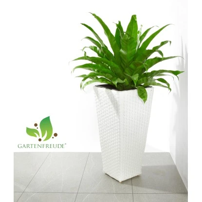Gartenfreude Pflanzkübel Polyrattan Konisch 28 Cm X 28 Cm Weiß 4 Gartenfreude Pflanzkübel Polyrattan Konisch 28 Cm X 28 Cm Weiß – Bild 2