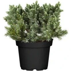 OBI Zwerg-Wacholder "Blue Star" Blau Höhe Ca. 10 - 20 Cm Topf Ca. 5 L Juniperus