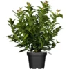 Kirschlorbeer Topf-Ø Ca. 26 Cm Prunus Laurocer. Kleopatra 1 Kirschlorbeer Topf-Ø Ca. 26 Cm Prunus Laurocer. Kleopatra -Günstiges Heissner Geschäft 174197 3358 01