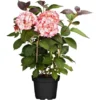 Bauernhortensie "Charming Alice" Rosa Höhe Ca. 30 - 40 Cm Topf Ø Ca. 5 L -Günstiges Heissner Geschäft 176184 3358 1
