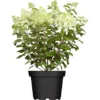 Rispenhortensie "Whitelight" Höhe Ca. 80 - 100 Cm Topf Ca. 16 L Hydrangea