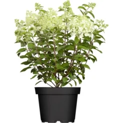 Rispenhortensie "Whitelight" Höhe Ca. 80 - 100 Cm Topf Ca. 16 L Hydrangea