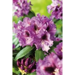 OBI Rhododendron-Hybride "Rasputin" Violett Höhe Ca. 20 - 30 Cm Topf Ca. 5 L -Günstiges Heissner Geschäft 18 Rhododendron Rasputin 2