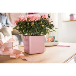 Lechuza Pflanzgefäß Cube Glossy 14 Cm X 14 Cm X 14 Cm Cashmere Cream Highgloss -Günstiges Heissner Geschäft 190238 4186 4