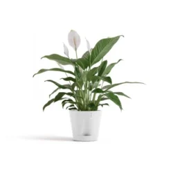 Ecopots Pflanztopf Venice 2 Weiß 20 Cm X 17,5 Cm 5 Ecopots Pflanztopf Venice 2 Weiß 20 Cm X 17,5 Cm -Günstiges Heissner Geschäft 2100 Venice220PureWhite 01