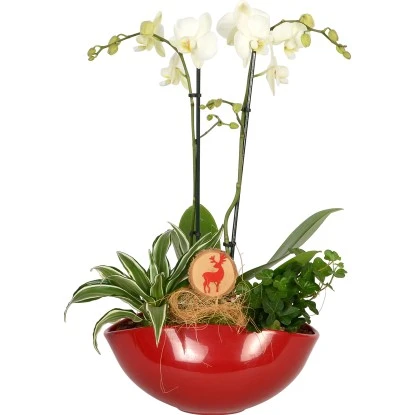 Weihnachtsarrangement Mit Orchidee Topf-Ø Ca. 25 Cm 3 Weihnachtsarrangement Mit Orchidee Topf-Ø Ca. 25 Cm