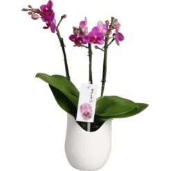 Schmetterlings-Orchidee 3-Trieber In Weißer Keramik Topf-Ø Ca. 9 Cm -Günstiges Heissner Geschäft 2274025 4883 2