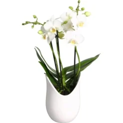 Schmetterlings-Orchidee 3-Trieber In Weißer Keramik Topf-Ø Ca. 9 Cm -Günstiges Heissner Geschäft 2274025 4883 4