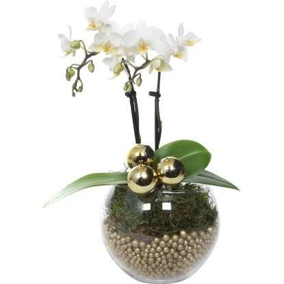 Weihnachtsarrangement Mit Mini-Orchidee Topf-Ø Ca. 6 Cm 4 Weihnachtsarrangement Mit Mini-Orchidee Topf-Ø Ca. 6 Cm – Bild 2