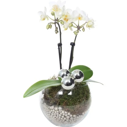 Weihnachtsarrangement Mit Mini-Orchidee Topf-Ø Ca. 6 Cm 3 Weihnachtsarrangement Mit Mini-Orchidee Topf-Ø Ca. 6 Cm